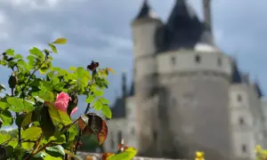 Różowa róża kwitnie przed zamkami nad Loarą.