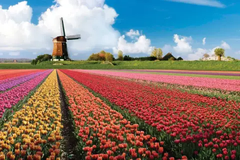 Keukenhof kiedy najlepiej jechać, aby zobaczyć tulipany w pełnym rozkwicie