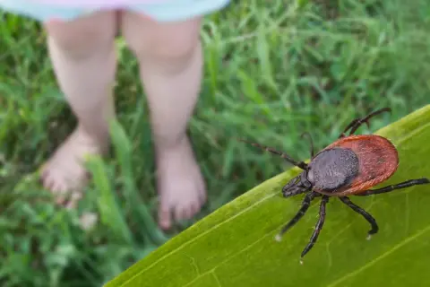 Kleszcz, jedno z najgroźniejszych zwierząt świata, czai się na liściu, blisko bosych stóp dziecka bawiącego się na trawie.