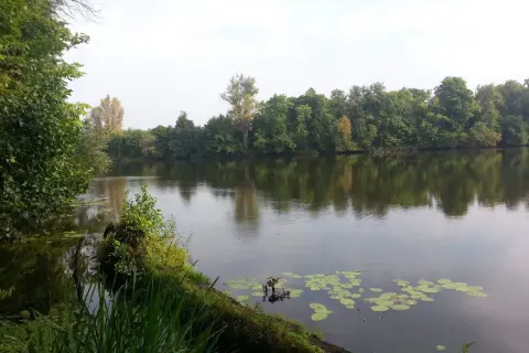 Spokojne jezioro Rokola otoczone bujną zielenią drzew. Na wodzie unoszą się lilie wodne, a w oddali widać zalesiony brzeg.