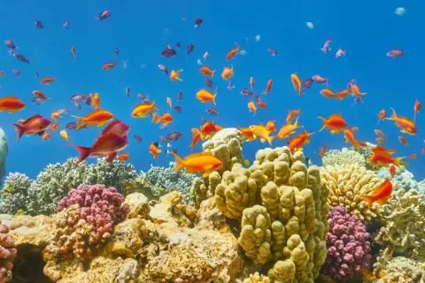 Kolorowe ryby pływają wśród raf koralowych w Marsa Alam.