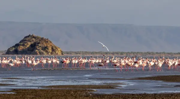Różowe flamingi brodzą w płytkiej wodzie jeziora Natron. W oddali widać skalistą wyspę i góry.