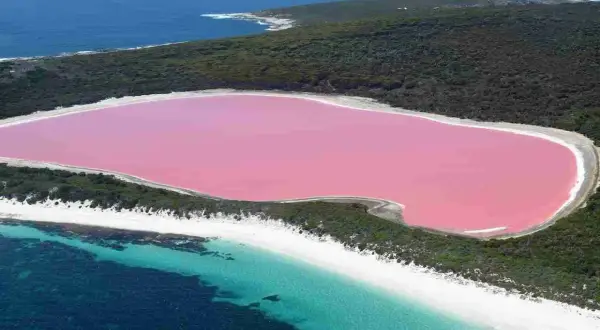 Niezwykłe, różowe jezioro w Australii otoczone zielenią i białymi plażami, z turkusową wodą oceanu w tle.