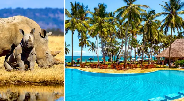 Dwa nosorożce na sawannie i tropikalny ośrodek z basenem na plaży Diani.
