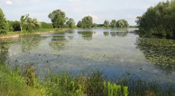 Jezioro Powsinkowskie - ukryty skarb Warszawy z bogatą przyrodą
