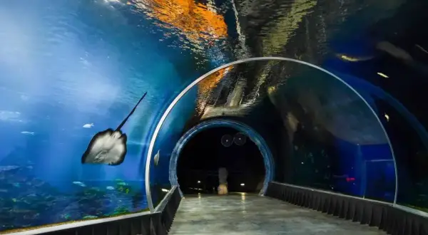 Podwodny tunel w oceanarium Wrocław. Bilety warto kupić online, by zobaczyć płaszczkę i inne morskie stworzenia.