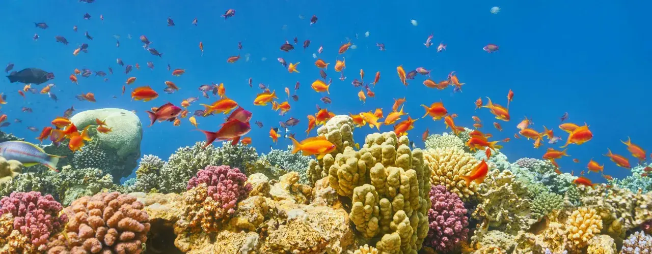 Kolorowe ryby pływają wśród raf koralowych w Marsa Alam.