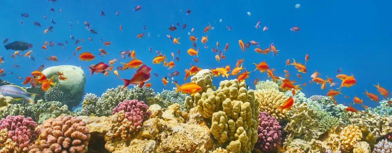 Kolorowe ryby pływają wśród raf koralowych w Marsa Alam.