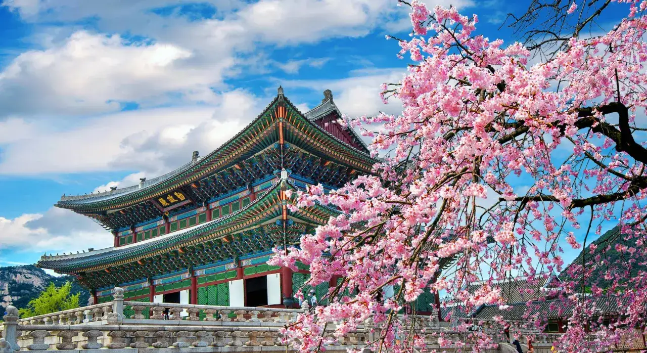 Kwiaty wiśni kwitną przed pałacem Gyeongbokgung w Seulu. To jedno z miejsc, które warto zobaczyć w Korei Południowej.