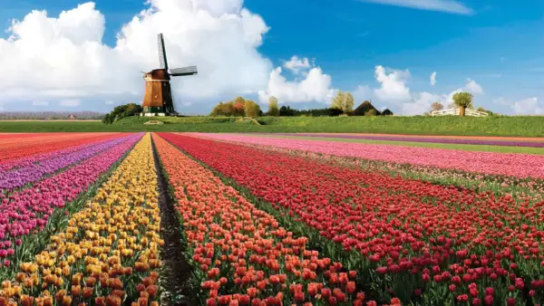 Keukenhof kiedy najlepiej jechać, aby zobaczyć tulipany w pełnym rozkwicie