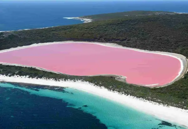 Niezwykłe, różowe jezioro w Australii otoczone zielenią i białymi plażami, z turkusową wodą oceanu w tle.