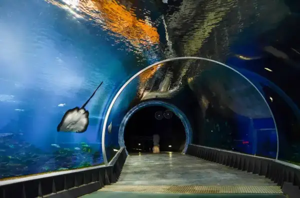 Podwodny tunel w oceanarium Wrocław. Bilety warto kupić online, by zobaczyć płaszczkę i inne morskie stworzenia.